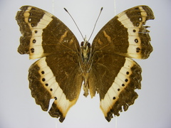 Precis archesia ugandensis