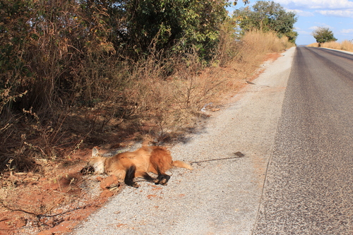 Maned Wolf