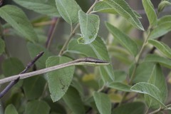 Oxybelis microphthalmus