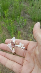 Penstemon albidus