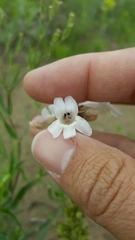Penstemon albidus
