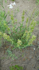 Penstemon albidus