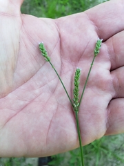 Verbena montevidensis