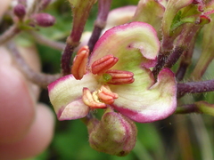 Lonicera hispidula