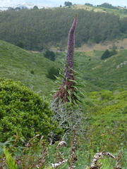 Echium pininana