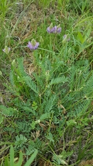 Astragalus laxmannii robustior