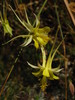 Aquilegia chrysantha chaplinei - Photo (c) Robby Deans, some rights reserved (CC BY-NC), uploaded by Robby Deans