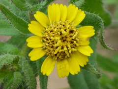 Layia hieracioides