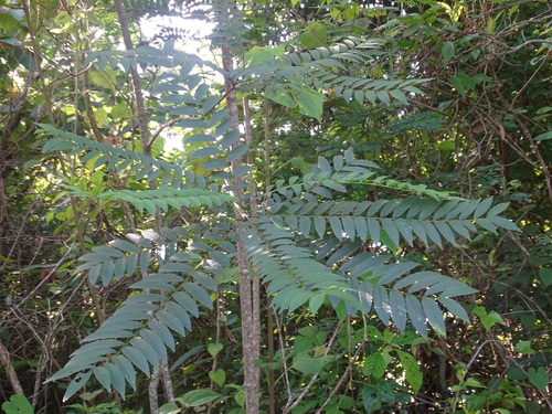 Image of Zanthoxylum rhoifolium by (c) Alexis López Hernández, some rights reserved (CC BY)