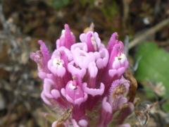Castilleja exserta latifolia
