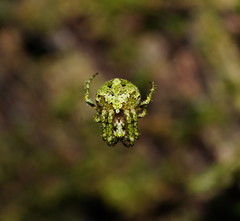 Novaranea courti