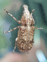 Meconemus infuscatus