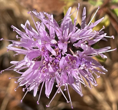 Monardella villosa ssp. villosa