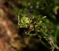 Novaranea courti