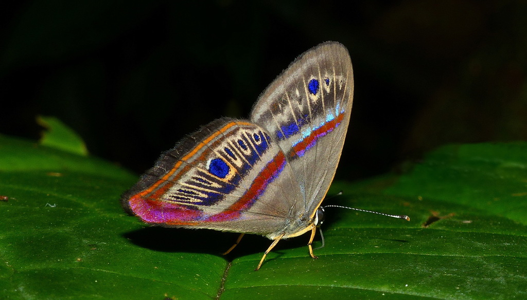 Euselasia