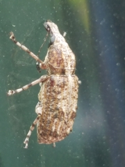 Meconemus infuscatus