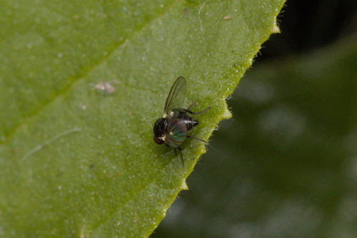 iNaturalist observation photo of Flies