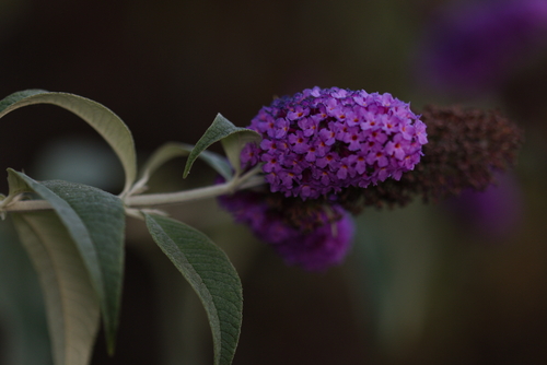 iNaturalist observation photo of Butterfly bush