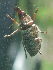 Meconemus infuscatus