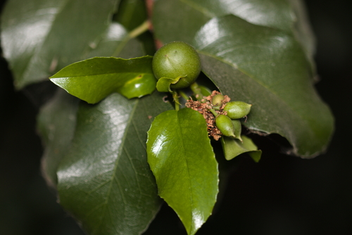 iNaturalist observation photo of hollyleaf cherry