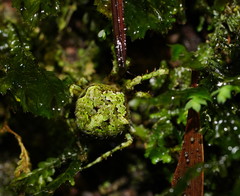 Novaranea courti