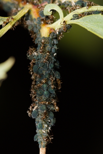iNaturalist observation photo of Elder Aphid