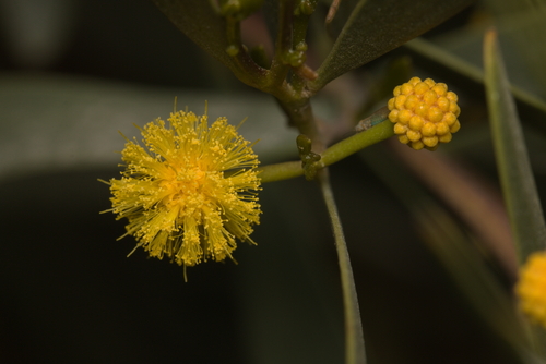 iNaturalist observation photo of wattles