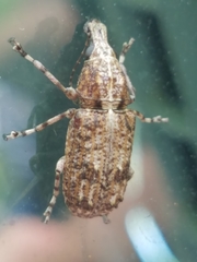 Meconemus infuscatus