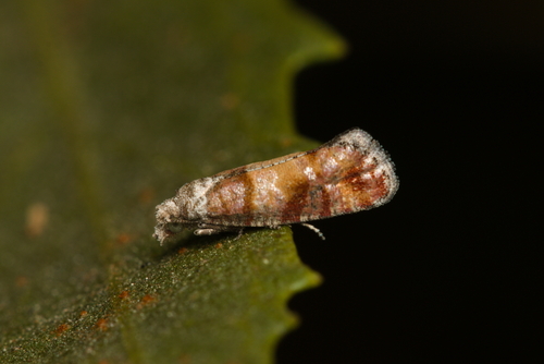 iNaturalist observation photo of Pine Tip Moths