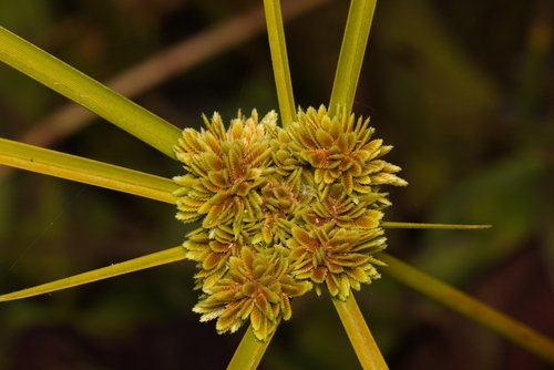 iNaturalist observation photo of tall flatsedge