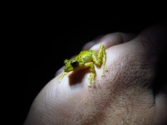Pristimantis cruentus