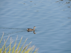 Fulica americana