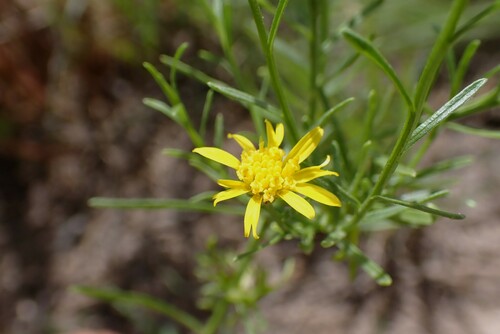 Roundleaf Snakeweed