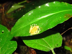 Pristimantis cruentus