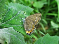 Satyrium pruni
