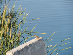 Passer domesticus