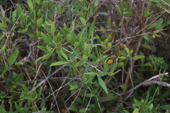 Searsia pendulina