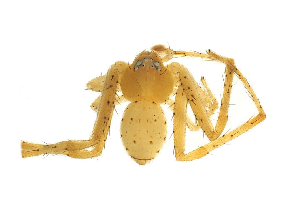 Tharrhalea variabilis