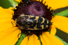 Acmaeodera pulchella