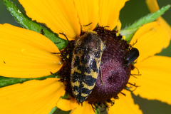 Acmaeodera pulchella