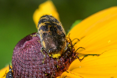 Acmaeodera pulchella