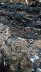 Spirobolellus antipodarus