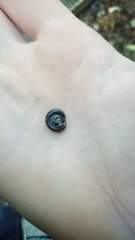 Spirobolellus antipodarus