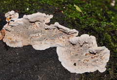 Datronia brunneoleuca