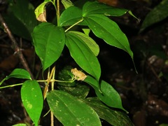 Pristimantis cruentus