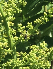 Physocephala marginata