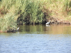 Ardea alba