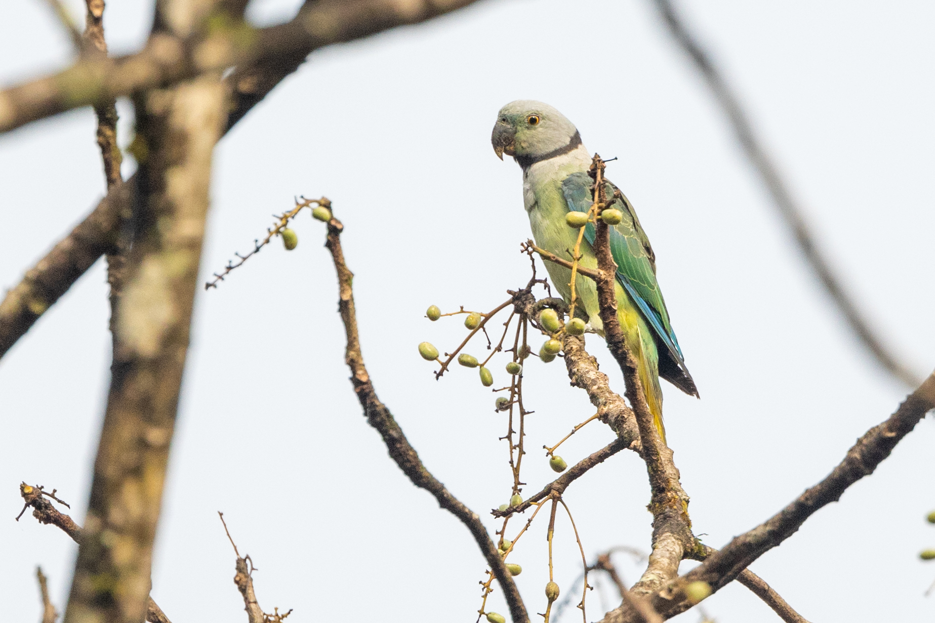 Malabar Parakeet illustration
