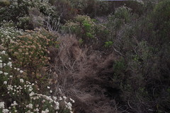 Seriphium cinereum
