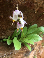 Primula pauciflora zionensis